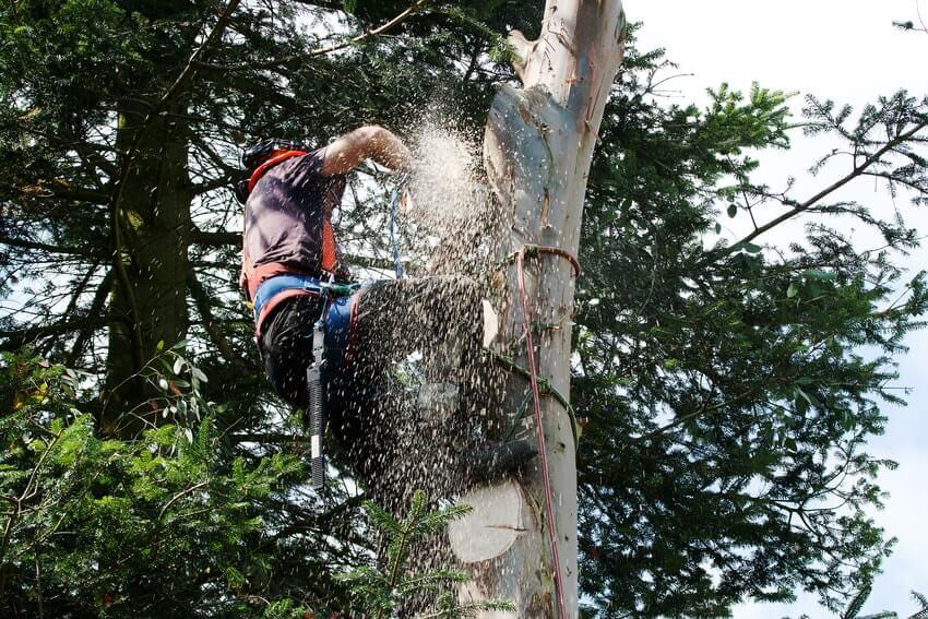 Tree Surgeons Kennington SE11